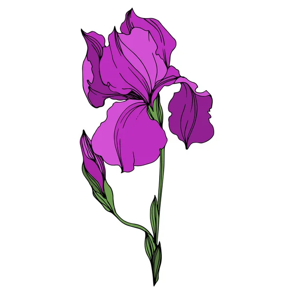 Vettore Iris fiori botanici floreali. Inchiostro inciso viola e verde art. Elemento di illustrazione delle iridi isolate . — Vettoriale Stock