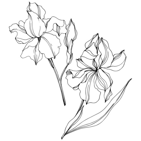 Vector Irises floral botanical flowers. Black and white engraved ink art. Isolated irises illustration element.