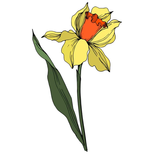 Vecteur Narcisse fleur botanique florale. Encre gravée jaune et verte. Élément d'illustration narcissique isolé . — Image vectorielle
