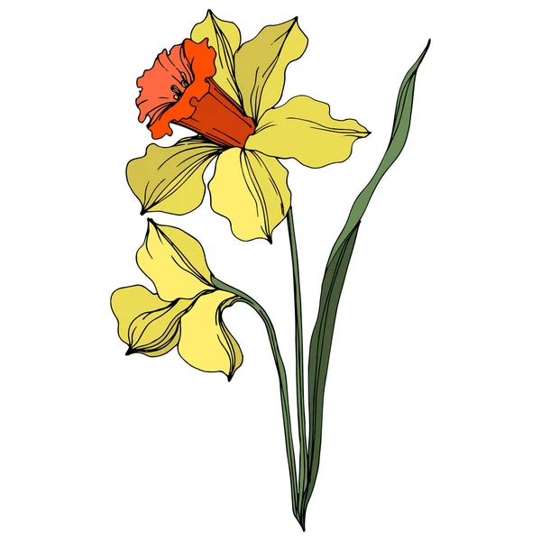 Vector Narcissus floral botanical flower. Yellow and green engraved ink art. Isolated narcissus illustration element. — Stock Vector