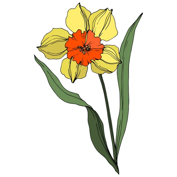 Vector Narcissus flor botánica floral. Arte de tinta grabada amarilla y verde. Elemento de ilustración narciso aislado . — Archivo Imágenes Vectoriales