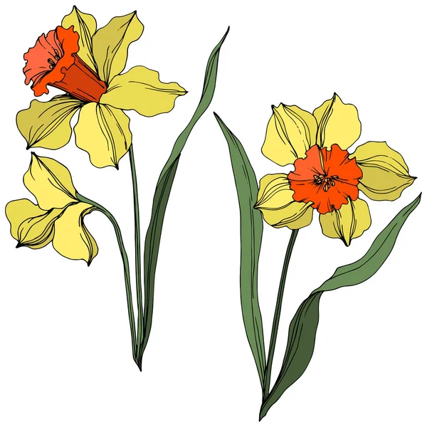 Vector Narcissus flor botánica floral. Arte de tinta grabada amarilla y verde. Elemento de ilustración narciso aislado . — Archivo Imágenes Vectoriales