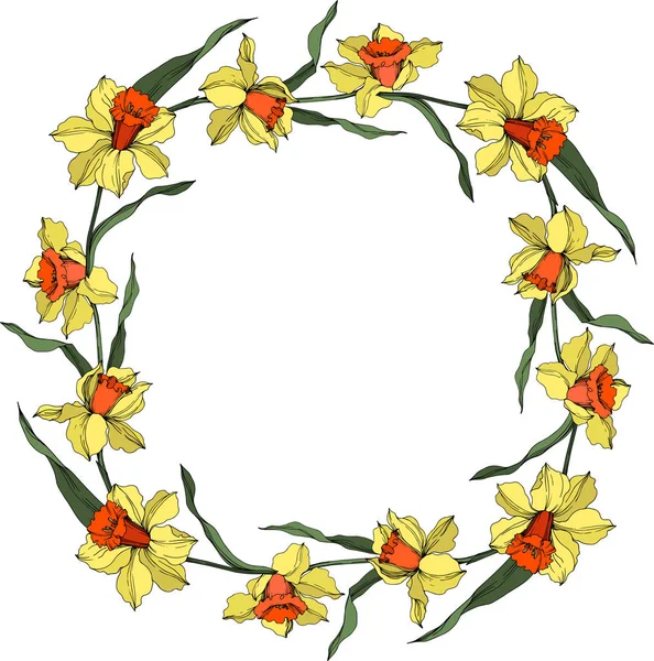 Vector Narcissus flor botánica floral. Arte de tinta grabada amarilla y verde. Marco borde ornamento cuadrado . — Archivo Imágenes Vectoriales