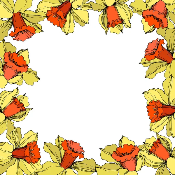 Vector Narcissus flor botánica floral. Tinta amarilla y naranja grabada. Marco borde ornamento cuadrado . — Vector de stock