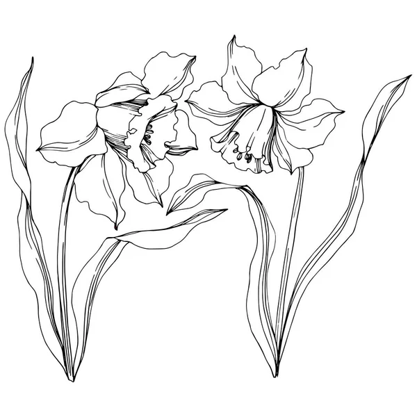 Vektor Narcissus blommig botanisk blomma. Svart och vit graverad bläck konst. Isolerad Narcissus illustration element. — Stock vektor