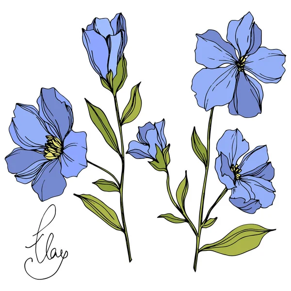 Vector vlas bloemen botanische bloemen. Blauwe en groene gegraveerde inkt kunst. Geïsoleerde vlas illustratie element. — Stockvector