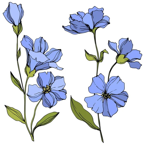 Vector Flax flores botânicas florais. Arte de tinta azul e verde gravada. Elemento de ilustração isolado do linho . —  Vetores de Stock