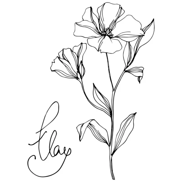 Vector Flax floral botanical flowers. Black and white engraved ink art. Isolated flax illustration element. — Stock Vector
