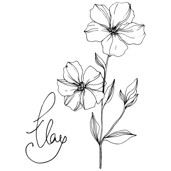 Vecteur Fleurs botaniques florales de lin. Encre gravée en noir et blanc. Élément d'illustration isolé en lin . — Image vectorielle