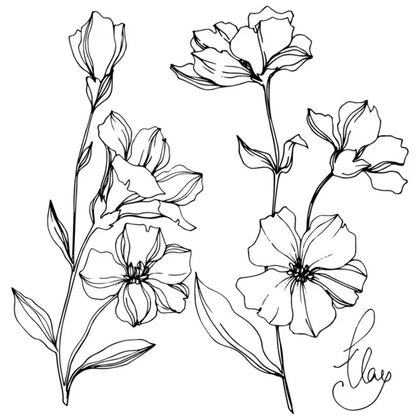 Vector Flax flores botânicas florais. Tinta gravada a preto e branco. Elemento de ilustração isolado do linho . — Vetor de Stock