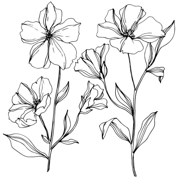 Vector Flax flores botânicas florais. Tinta gravada a preto e branco. Elemento de ilustração isolado do linho . —  Vetores de Stock