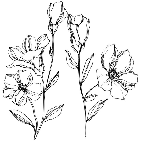 Vector Flax floral botanical flowers. Black and white engraved ink art. Isolated flax illustration element.