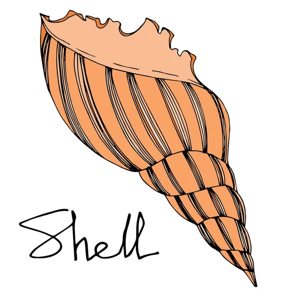 Vector nyári strand Seashell trópusi elemeket. Fekete-fehér vésett tinta Art. Izolált Shell illusztrációs elem. — Stock Vector