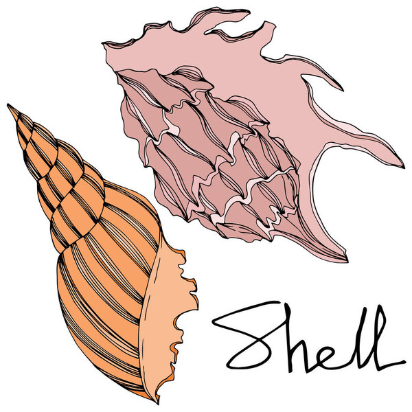 Vector Summer beach seashell tropical elements. Black and white engraved ink art. Isolated shell illustration element.