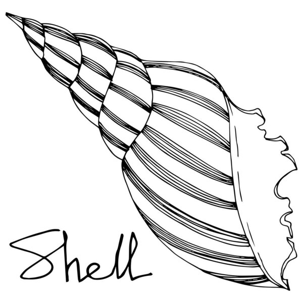 Vector Summer beach seashell tropical elements. Black and white engraved ink art. Isolated shell illustration element.