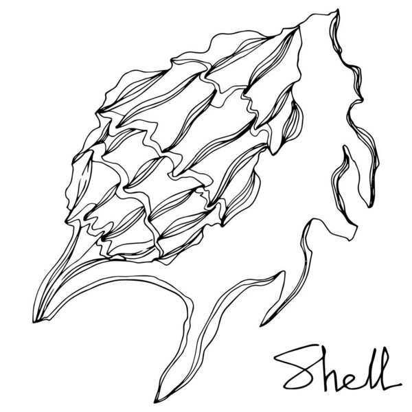 Vector Summer beach seashell tropical elements. Black and white engraved ink art. Isolated shell illustration element.