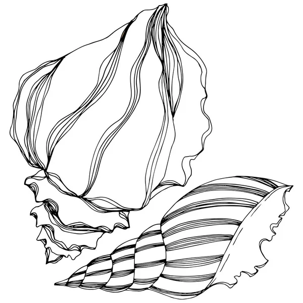 Vector zomer strand Seashell tropische elementen. Zwart-wit gegraveerd Ink Art. Geïsoleerde shell illustratie element. — Stockvector
