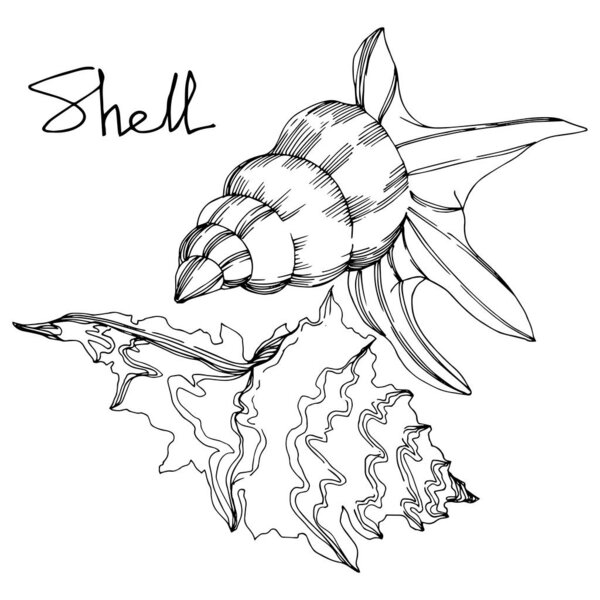 Vector Summer beach seashell tropical elements. Black and white engraved ink art. Isolated shell illustration element.