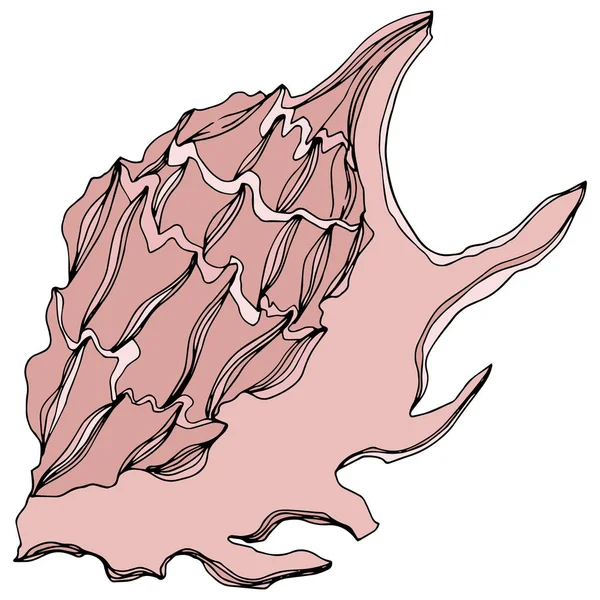 矢量夏季海滩贝壳热带元素。黑白雕刻水墨艺术。隔离外壳插图元件. — 图库矢量图片