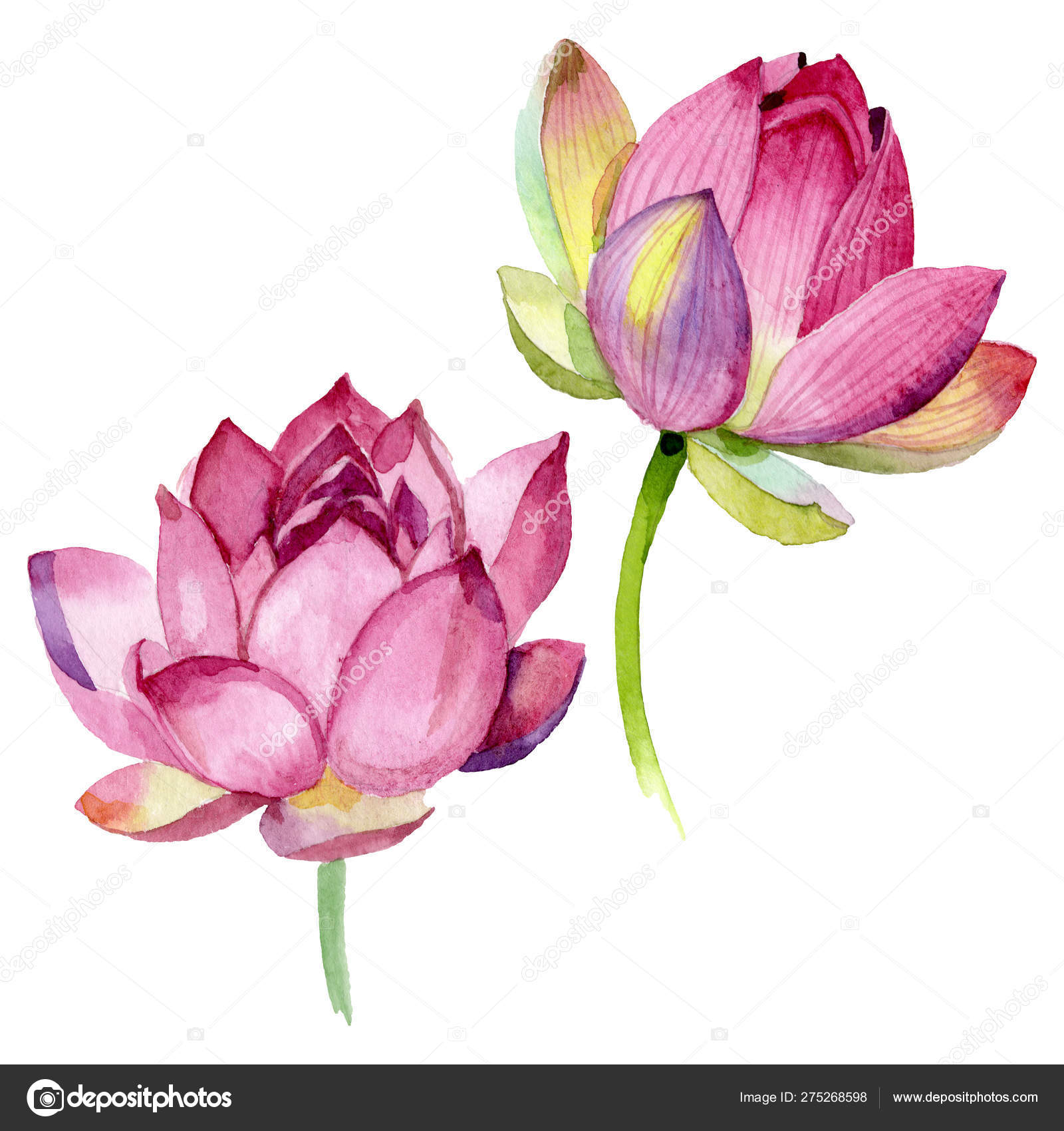 Pink lotus floral botanical flowers. Watercolor background illustration  set. Isolated nelumbo illustration element. Stock Photo by ©AndreYanush  275268598