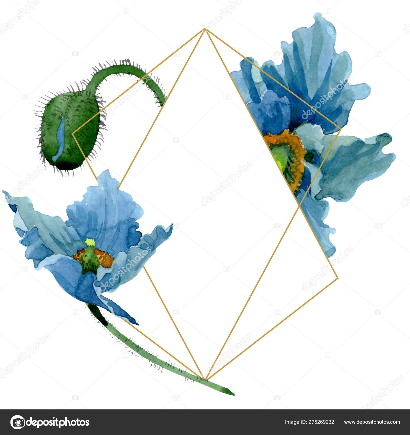 blue-poppy-floral-botanical-flowers-watercolor-background-illustration-set-frame-border