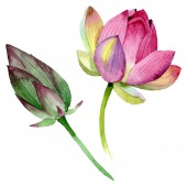 Květinové botanické květiny. Vodný obrázek pozadí-barevný. Izolovaný prvek pro Nelumbo obrázek.