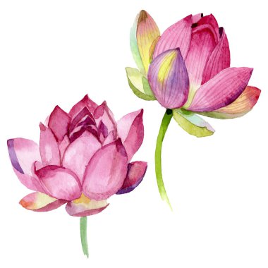 Pembe lotus çiçek botanik çiçekler. Suluboya arka plan illüstrasyon seti. İzole nelumbo illüstrasyon elemanı.