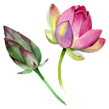 Pembe lotus çiçek botanik çiçekler. Suluboya arka plan illüstrasyon seti. İzole nelumbo illüstrasyon elemanı.