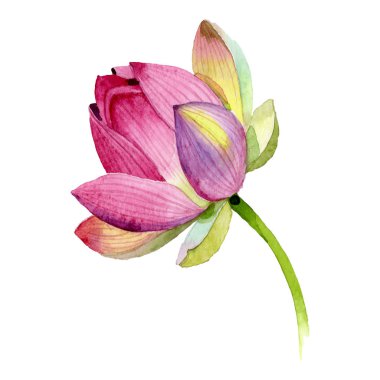 Pembe lotus çiçek botanik çiçekler. Suluboya arka plan illüstrasyon seti. İzole nelumbo illüstrasyon elemanı.