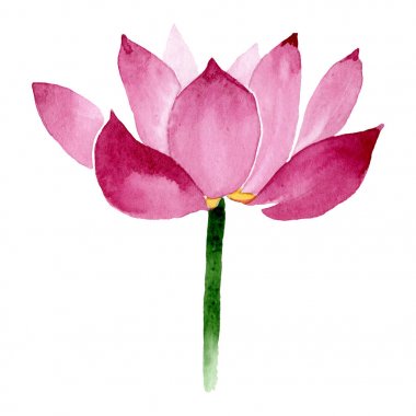 Pembe lotus çiçek botanik çiçekler. Suluboya arka plan illüstrasyon seti. İzole nelumbo illüstrasyon elemanı.