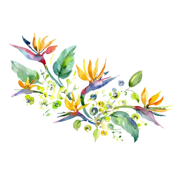 Ramo de flores botánicas florales. Conjunto de ilustración de fondo acuarela. Ramos aislados elemento de ilustración . —  Fotos de Stock