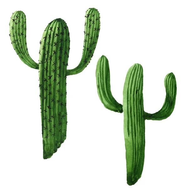 Flor botánica floral de cactus verde. Conjunto de ilustración de fondo acuarela. Elemento aislado de ilustración de cactus . — Foto de Stock