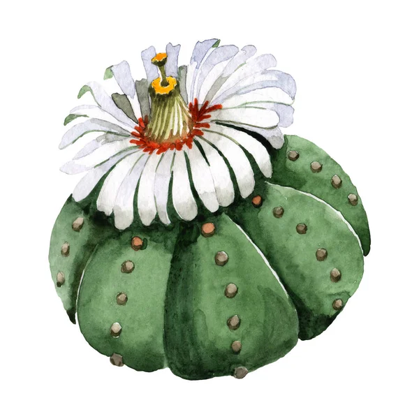 Flor botánica floral de cactus verde. Conjunto de ilustración de fondo acuarela. Elemento aislado de ilustración de cactus . — Foto de Stock