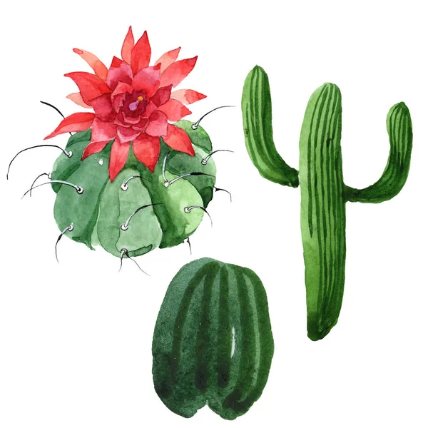 Groene cactus bloemen botanische bloem. Aquarel achtergrond illustratie instellen. Illustratie element geïsoleerd cacti. — Stockfoto
