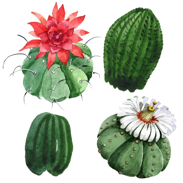Flor botánica floral de cactus verde. Conjunto de ilustración de fondo acuarela. Elemento aislado de ilustración de cactus . —  Fotos de Stock
