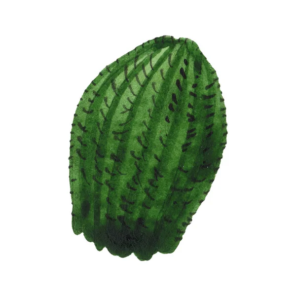 Groene cactus bloemen botanische bloem. Aquarel achtergrond illustratie instellen. Illustratie element geïsoleerd cacti. — Stockfoto