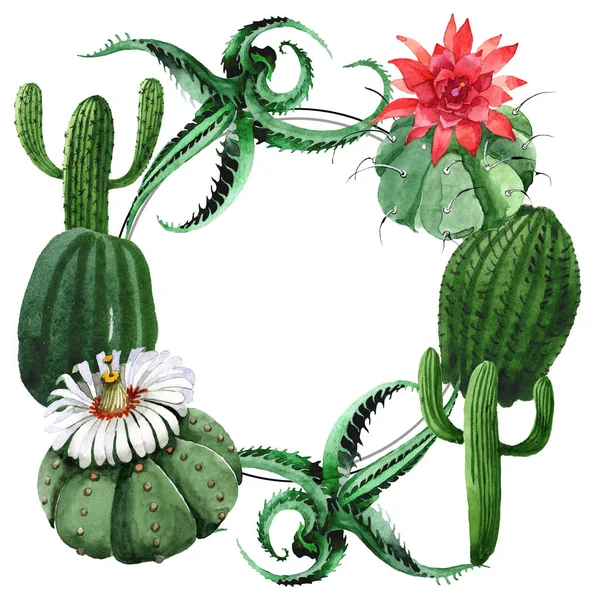 Flor botánica floral de cactus verde. Conjunto de ilustración de fondo acuarela. Marco borde ornamento cuadrado . — Foto de Stock