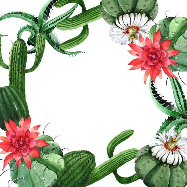 Flor botânica floral cacto verde. Conjunto de ilustração de fundo aquarela. Quadro borda ornamento quadrado . — Fotografia de Stock
