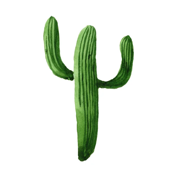 Green cactus floral botanical flower. Watercolor background illustration set. Isolated cacti illustration element. — Stock Photo, Image
