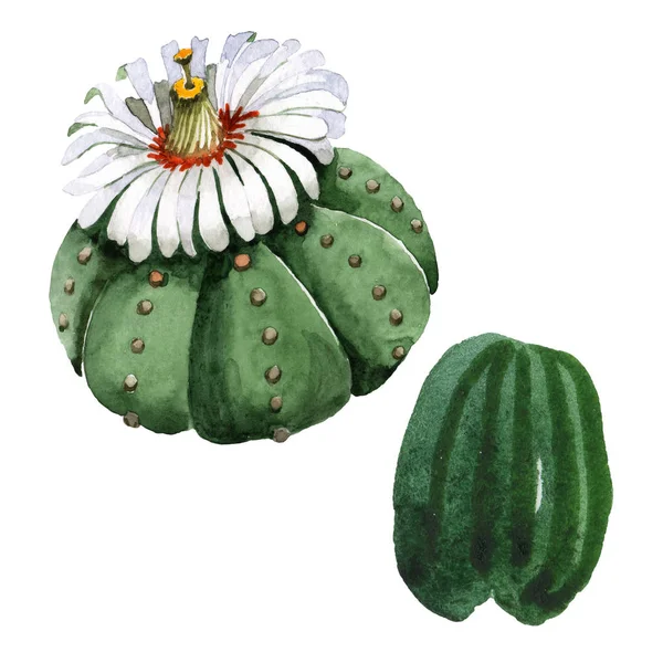 Zöld kaktusz virágos botanikus virág. Akvarell háttér illusztráció meg. Izolált kaktuszok, illusztrációs elem. — Stock Fotó