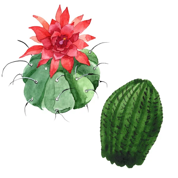 Flor botánica floral de cactus verde. Conjunto de ilustración de fondo acuarela. Elemento aislado de ilustración de cactus . — Foto de Stock