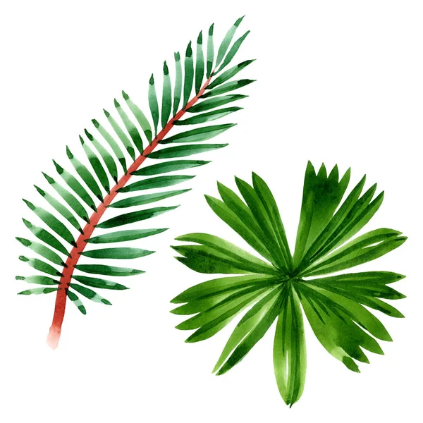 Palmový plážový strom opouští botanickou džungli. Vodný obrázek pozadí-barevný. Izolovaná listová ilustrace. — Stock fotografie