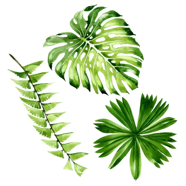 Palm beach tree leaves jungle botanical. Watercolor background illustration set. Isolated leaf illustration element. — Stock Photo, Image