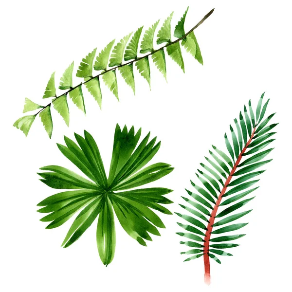 Pohon Palm Beach daun botani hutan. Set ilustrasi latar belakang cat air. Unsur ilustrasi daun yang terisolasi . — Stok Foto