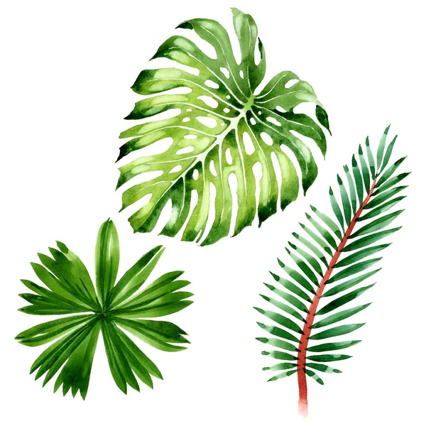 Palm Beach tree verlaat jungle botanische. Aquarel achtergrond illustratie instellen. Geïsoleerde blad illustratie element. — Stockfoto