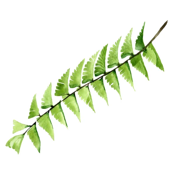 Palm beach tree leaves jungle botanical. Watercolor background illustration set. Isolated leaf illustration element.