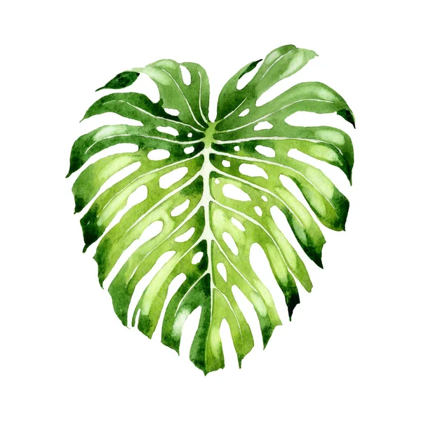 棕榈滩树叶丛林植物。水彩背景插图集。隔离叶插图元素. — 图库照片