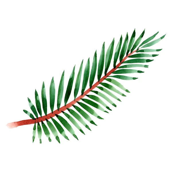 Palm beach tree leaves jungle botanical. Watercolor background illustration set. Isolated leaf illustration element.