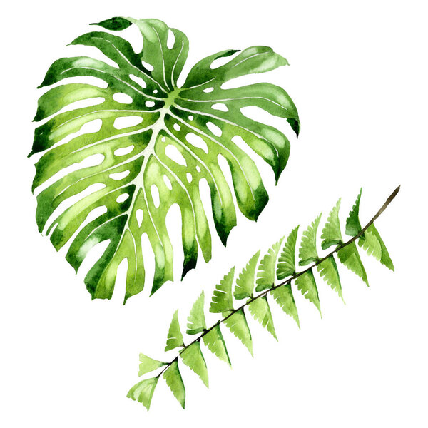 Palm beach tree leaves jungle botanical. Watercolor background illustration set. Isolated leaf illustration element.