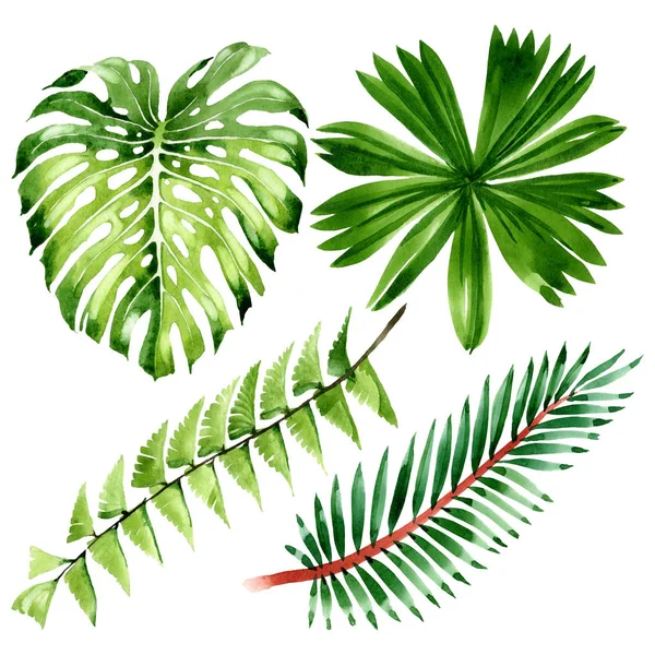 Palm beach tree leaves jungle botanical. Watercolor background illustration set. Isolated leaf illustration element. — Stock Photo, Image